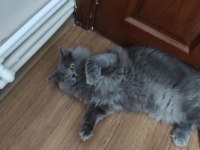 British Longhair Ücretsiz