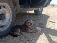 Shih tzu köpeğimiz oscar yeni yuva arıyor