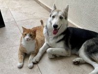 12 AYLIK DİŞİ KISIRLAŞTIRILMIŞ EĞİTİMLİ HUSKY