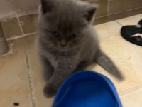 Safkan British Shorthair