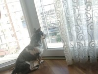 3 yaşında enerjik şivava chihuahua