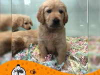 Golden Retriever Baby Face Gülen Surat