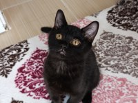 Yavru british shorthair