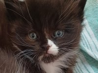 Maine Coon 20 ocak doğumlu ANTALYA