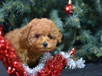 MİNİK TOY POODLE KOCAMAN MUTLULUK