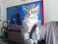 GÜMÜŞ GRİM KEDİM