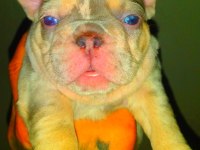 Egzotik lilac merle tan isabella carrier french bulldog