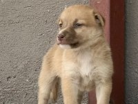 Şirin Yavru Köpekler Sahiplendirilecek