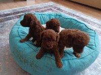 Korea Kan Irk garantili toy poodle red brown yavru