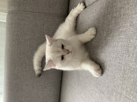 MAMA KARŞILIĞINDA 5 AYLIK KEDİMİZ