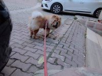 Chow chow köpeğimiz 2.5 yaşında erkek gibi erkek
