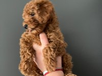 Sevimli poodle yavrularımız