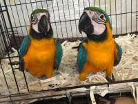 ÜST DÜZEY EL BESLEME ARA MACAW FULL EVCİL
