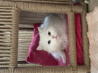 CHİNCHİLLA KEDİMİZE ACİL YUVA