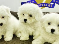 K9 AVRUPA ÇİFTLİĞİNDEN MALTESE TERRİER YAVRULARI