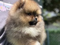 Yakışıklı Teddy Boo Pomeranian