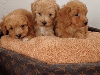 MALTİPOO YAVRU