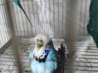 Jumbo Muhabbet Kuşu Çifti