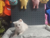 Üst Kalite British Shorthair Erkek