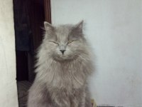 British Shorthair Kedisi Sahiplendirme