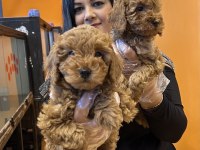 Sağlık ve ırk garantili toy poodle yavrularım