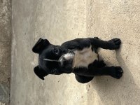 French bulldog 2 buçuk aylık 2 aşısı yapılmış