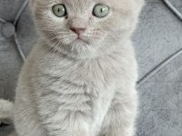 British Shorthair Yavrular