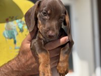 Petmode köpek çiftliğinde ziyarete açık mini dachshund