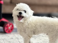 Dişi ve Erkek maltese terrier kore kan 1 numara