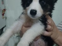 Safkan border collie