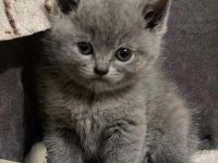 british shorthair