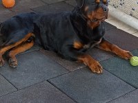 A secereli anne babadan rottweiler