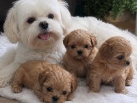 0 Beden Maltipoo Yavruları (Özel dizayn)