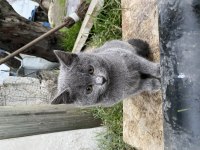 Kaliteli scottish fold yavrularımız