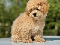 Maltipoo orjinal bebekler