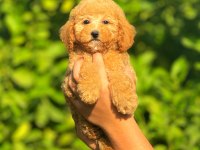 Irk ve Sağlık Garantili Orjinal Poodle Köpeği Yavruları