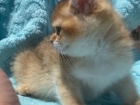 Ny12 erkek british shorthair