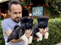 Amerikan Akita Yavrularımız