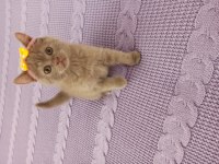 Sevimli oyuncu kucak delisi top kafa british shorthair