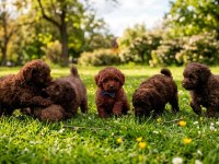 Kore Yetişkin Ve Toy Poodle Bebekler