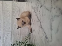 3 erkek british shorthair bebeğim