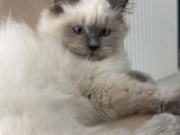 Himalayan Maviş Oğlumuz