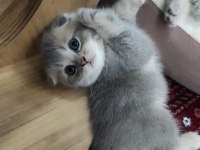 Scottish fold A kalite top kafa Golden Ay 11