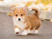 Fci secereli corgi yavruları