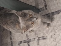 British Longhair 3 Aylık