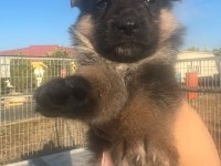 2 aylık Safkan Dişi Alman çoban köpeği son yavru