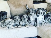 En Nadiri Bizde Merle Ve Blue Tan Egzotik Cane Corso Lar