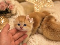 GOLDEN BRİTİSH SHORTHAİR YAVRULAR