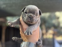Egzotik Blue French Bulldog