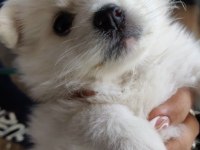60 65 Günlük Samoyed yavruları